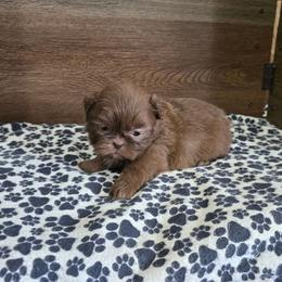Male 3 - Chocolate male Shih Tzu puppy in Meadows Of Dan, Virginia from Walt’s Shih Tzus