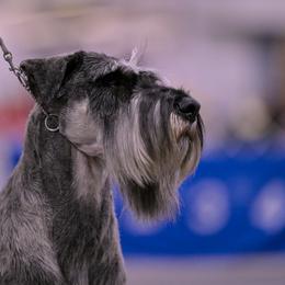 Kobra - Giant Schnauzer