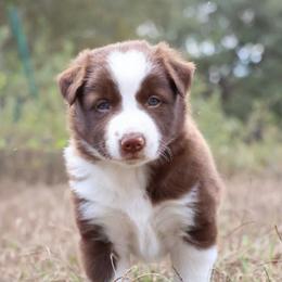 Wagner (ABCA registered) - White and red male Border Collie puppy in Bronson, Florida from Sandhill Ranch Border Collies