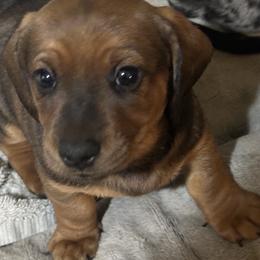 Dachshund Puppies from BZ’s Pupperoni Fractory