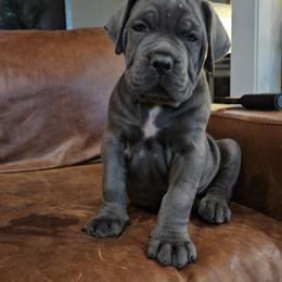 Cane Corso Puppies from Carrie Brown's Cane Corsos