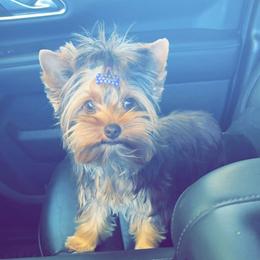 Penny - Chocolate and tan female Yorkshire Terrier puppy in Yorktown, Texas from Krista's Fur Babies