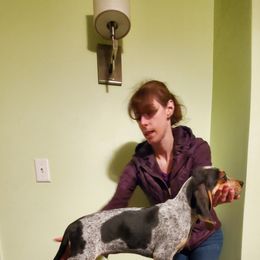 American English Coonhound Puppies from Passchendaele English Coonhounds