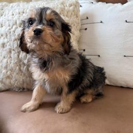 Hershey - Tri-color male Cavapoo puppy in Bozrah, Connecticut from Cedar Creek Farm
