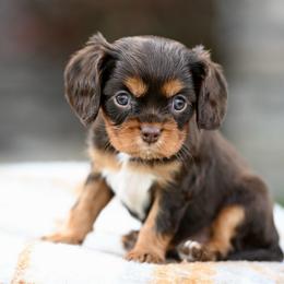 Ginger - Chocolate female Cavalier King Charles Spaniel puppy in Sugarcreek, Ohio from Chocolate Cavalier