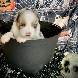 Cider - Blue merle male Australian Shepherd puppy in Brookfield Township, Ohio from AussieLand Shepherds