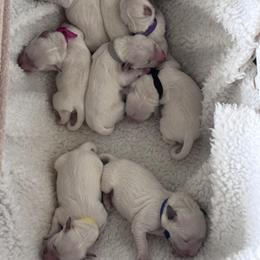 Boy puppy - Light golden male Golden Retriever puppy in Myakka City, Florida from MC Goldens