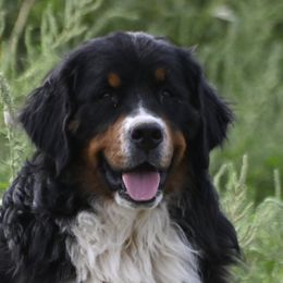 Sasha - Bernese Mountain Dog