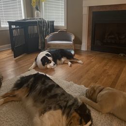 Australian Shepherd Puppies from Aussome Aussies