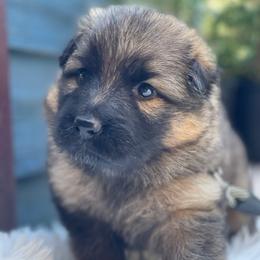 Envy - Sable female German Shepherd puppy in Oakland, Oregon from VHM German Shepherds