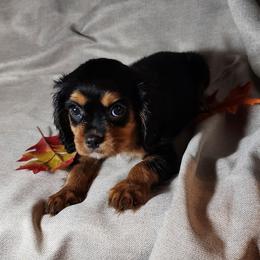 Cavalier King Charles Spaniel Puppies from Willow Creek Cavaliers