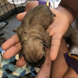 Girl 4 - Pug puppy in Deer River, Minnesota from Mother Mule Kennels