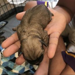 Girl 4 - Pug puppy in Deer River, Minnesota from Mother Mule Kennels