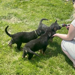 German Shepherd Puppies from Wonder Paws German Shepherds