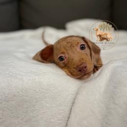 Han Solo (Copper) - Dapple male Dachshund puppy in Lumber City, Georgia from Willow Run LLC