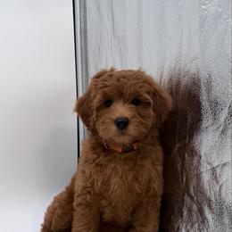 Girl 2 - Red  female Goldendoodle puppy in Sacramento, California from Goldendoodlesca