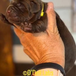 Snitch - Chocolate female Labrador Retriever puppy in Sullivan, Missouri from O’Dell Labs