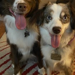 Miniature Australian Shepherds from Swanky Aussies
