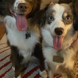 Miniature Australian Shepherds from Swanky Aussies