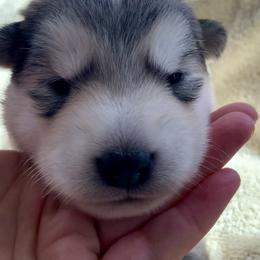Scone - Gray and white female Alaskan Malamute puppy in Palmyra, Michigan from Illusion Kennel