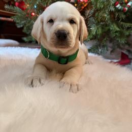 Green - Yellow male Labrador Retriever puppy in Mission Viejo, California from Loving Puppy House