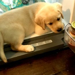 Labrador Retriever Puppies from Commander Labradors