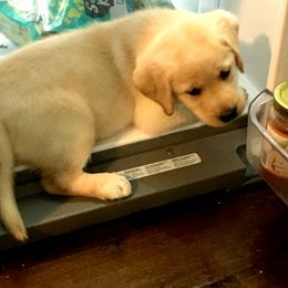 Labrador Retriever Puppies from Commander Labradors