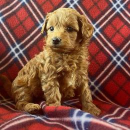 Boy 1 - Red  male Poodle puppy in Mayville, Michigan from Kathy Maize