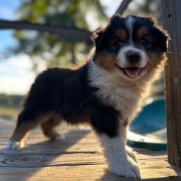 Teddy - Black tri male Miniature Australian Shepherd puppy in Doddridge, Arkansas from Huddleston Farm
