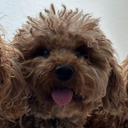 Mia - Maltipoo