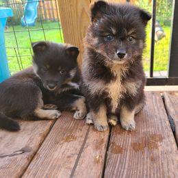 Pomsky Puppies from VooDoux Farms