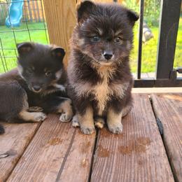 Pomsky Puppies from VooDoux Farms