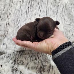 Chocolate boy - Chocolate male Chihuahua puppy in Richmond, Virginia from Breens