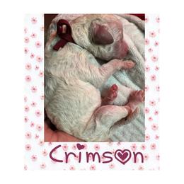 Crimson- Burgundy - Parti female Goldendoodle puppy in Ankeny, Iowa from Iowadoodles2love