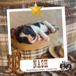 Nash - Black and white male English Springer Spaniel puppy in Albany, Minnesota from Farm Fresh Labradors & English Springers