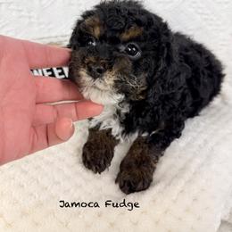 Jamoca Fudge - Phantom male Poodle puppy in Florida from Adorable Toy-Miniature Poodles