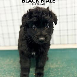 All black - Black male German Shepherd puppy in Osco, Illinois from Sonnenhügel Kennel, LLC