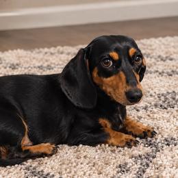 Rose - Dachshund