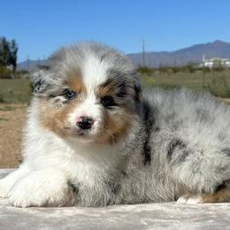 Australian Shepherd puppies from Desert Wind Kennels