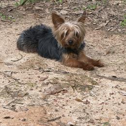 Melo - Yorkshire Terrier