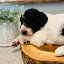 Sheepadoodles from Southern Sheepadoodles of NC