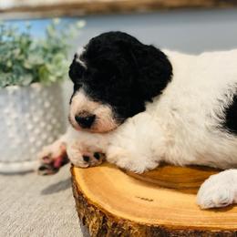 Sheepadoodles from Southern Sheepadoodles of NC