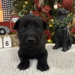 Brown - Black male Labrador Retriever puppy in Kinta, Oklahoma from Beaver Creek Kennels