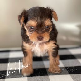 French Bulldog and Yorkshire Terrier Puppies from Casa De Silva LLC