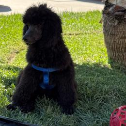 Silver Beard - Blue male Poodle puppy in Hesperia, California from Whitesock Standard Poodles