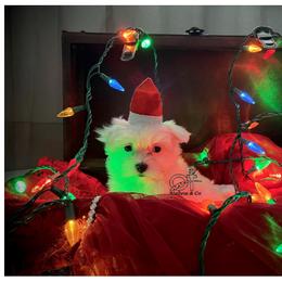 Maltese Puppies from OT Maltese & Co