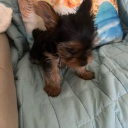 Yorkshire Terrier Puppies from Palolo Yorkies