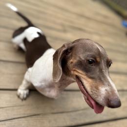 June - Fawn (isabella) and tan female Dachshund puppy in Indian Trail, North Carolina from Hilda’s Teenie Weenies