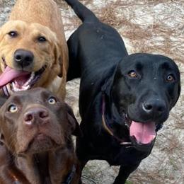 Labrador Retrievers from Southern Pine Labradors