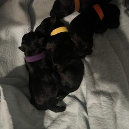 Chanterelle - Blue and black female Kerry Blue Terrier puppy in Sykesville, Maryland from Black Sails